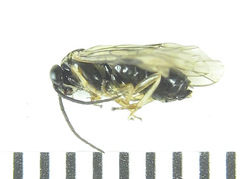 Pristiphora appendiculata