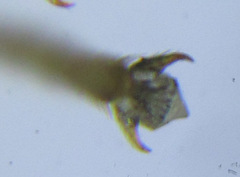 Pristiphora appendiculata