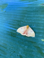 Automeris jucunda