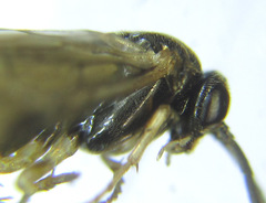 Pristiphora appendiculata