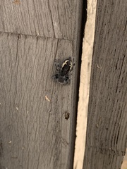 Phidippus purpuratus