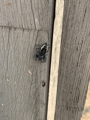 Phidippus purpuratus