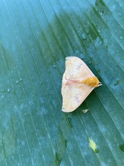 Automeris jucunda