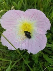 Acmaeodera ornatoides