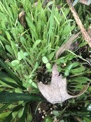 Sisyrinchium rosulatum