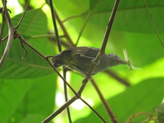 Myrmotherula menetriesii