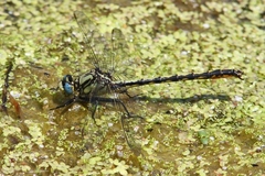 Arigomphus cornutus
