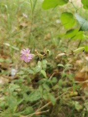 Silene × hampeana