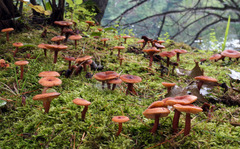 Lactarius neotabidus