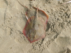 Brevitrygon imbricata