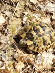 Testudo graeca ibera
