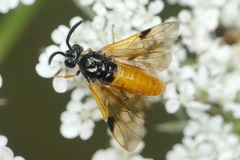 Arge cyanocrocea