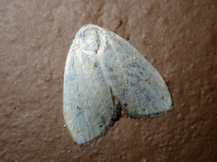 Eurosia alba