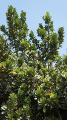 Pouteria lucuma