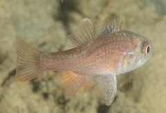 Vincentia novaehollandiae