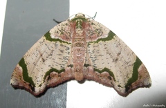 Achrosis