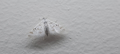 Parapoynx