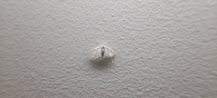 Parapoynx