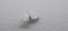 Parapoynx
