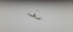Parapoynx