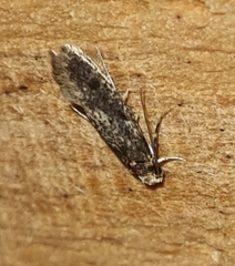 Niditinea striolella