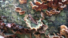 Polydesmus complanatus