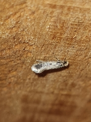 Niditinea striolella