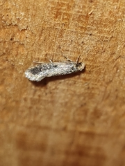 Niditinea striolella