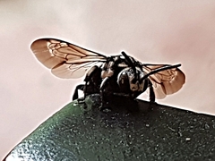 Thyreus histrionicus