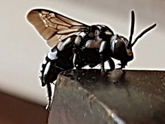 Thyreus histrionicus