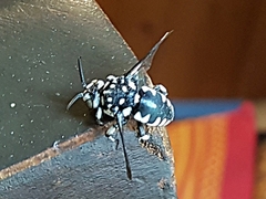 Thyreus histrionicus