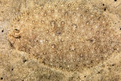 Pseudorhombus jenynsii