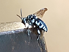 Thyreus histrionicus