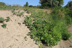 Petasites spurius