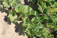 Petasites spurius