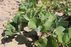 Petasites spurius