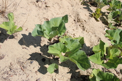Petasites spurius