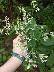 Eupatorium godfreyanum