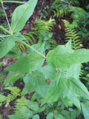 Eupatorium godfreyanum