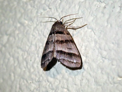 Flammona quadrifasciata