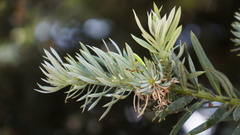Podocarpus glomeratus