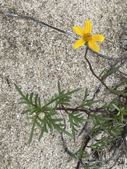 Bidens cabopulmensis
