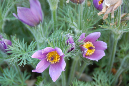 European Pasqueflower