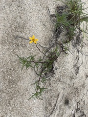 Bidens cabopulmensis