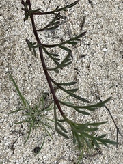 Bidens cabopulmensis
