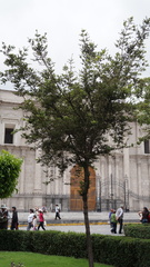 Podocarpus glomeratus