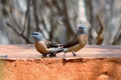 Spermestes griseicapilla