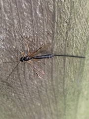 Rhyssella nitida