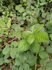 Rubus