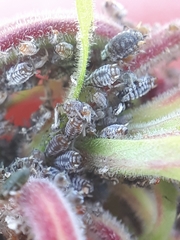 Aphis epilobiaria